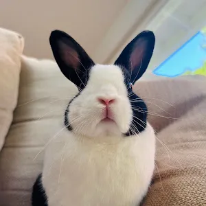 funbunasmr