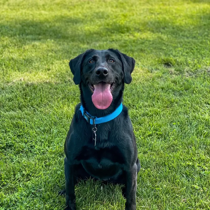 @justmetadognamedmaria