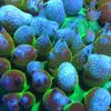 thecoralconnect