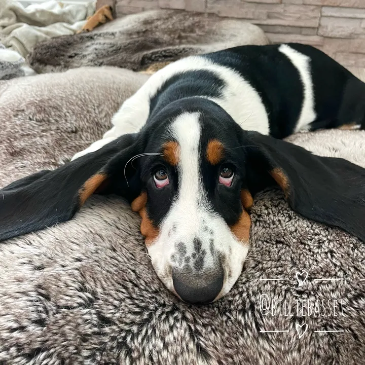 billiebasset
