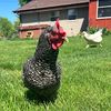 timberlinechickens