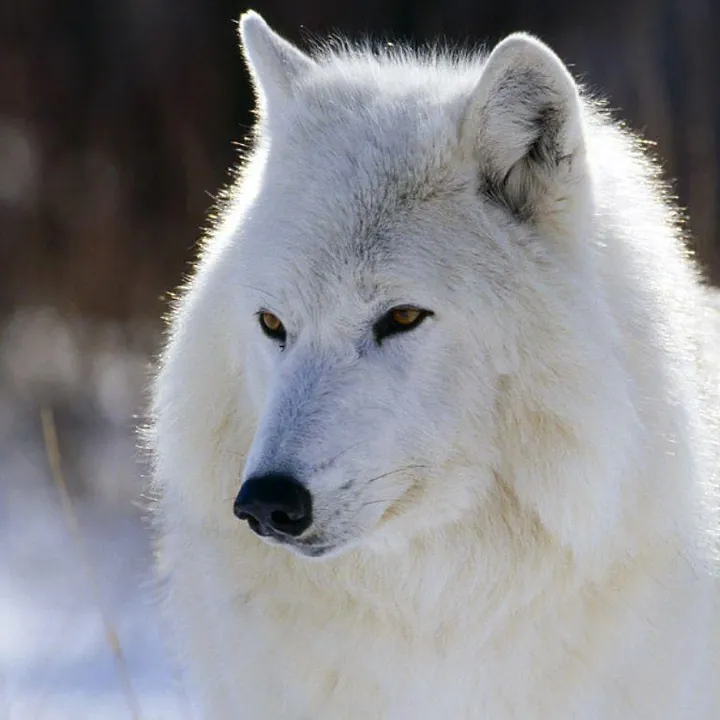 buffwolf