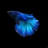 luv0bettas