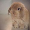 withbunny9