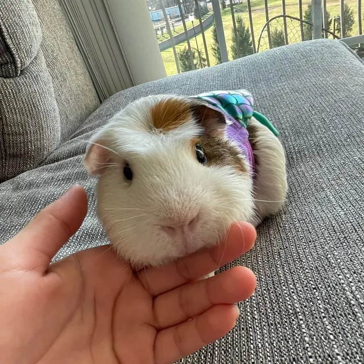 sophiajoseph_