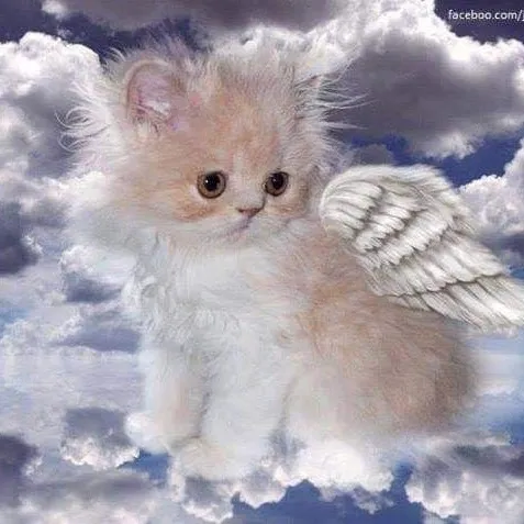 kittybbybambi