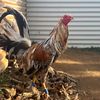 ltowngamefowl
