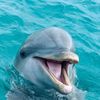 seamonkey.secret