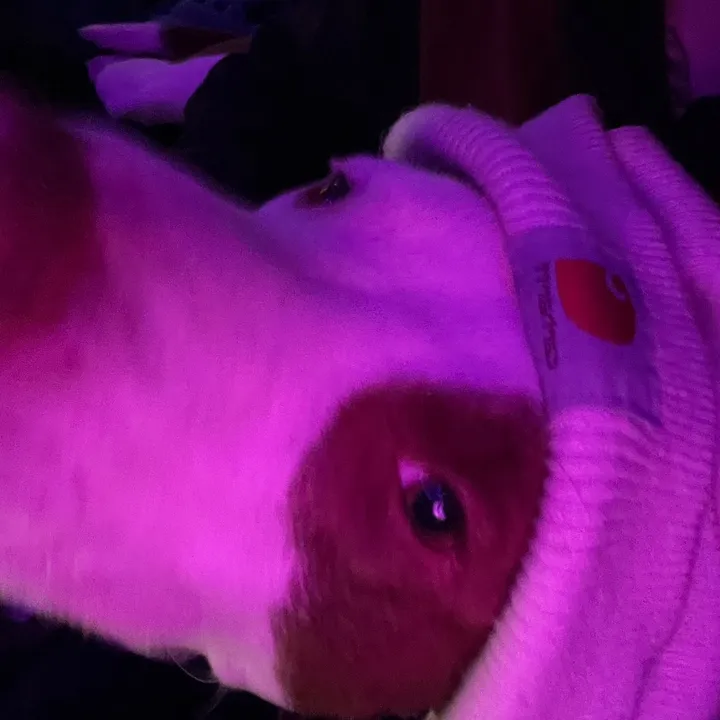 snazzyy1