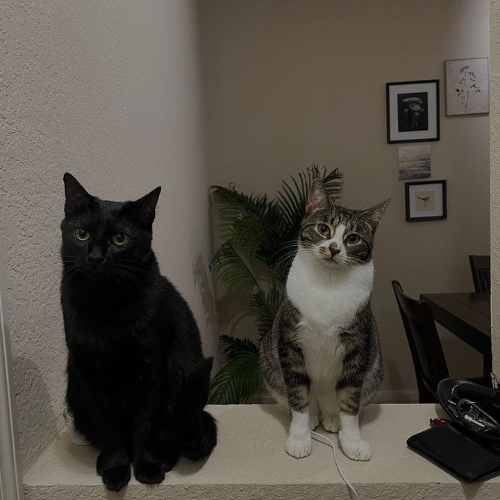 brokekittyclub