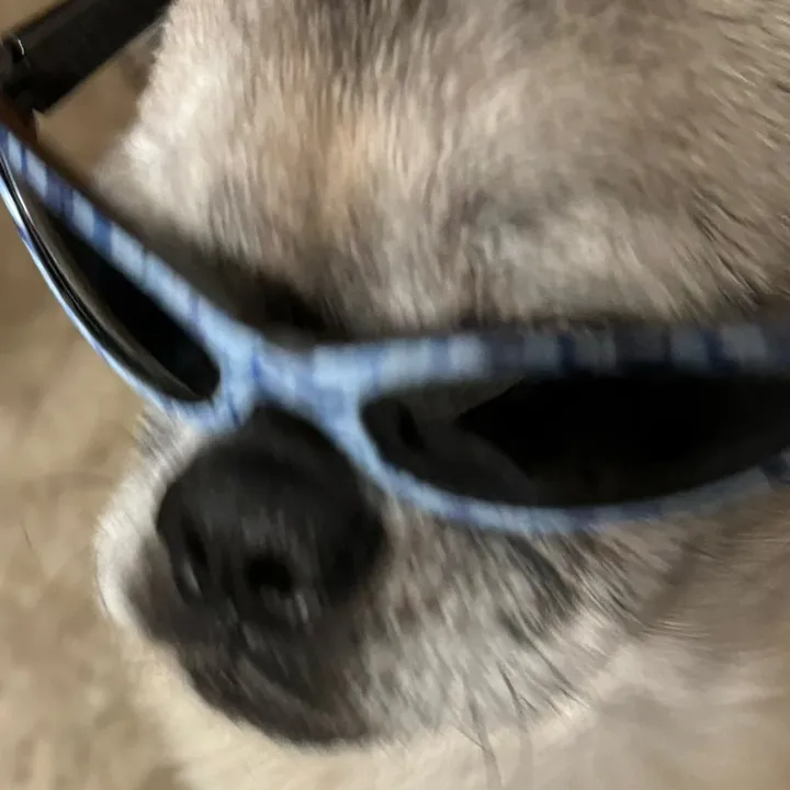 jellywalez