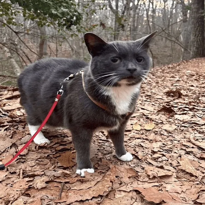 @blueberrycatvr