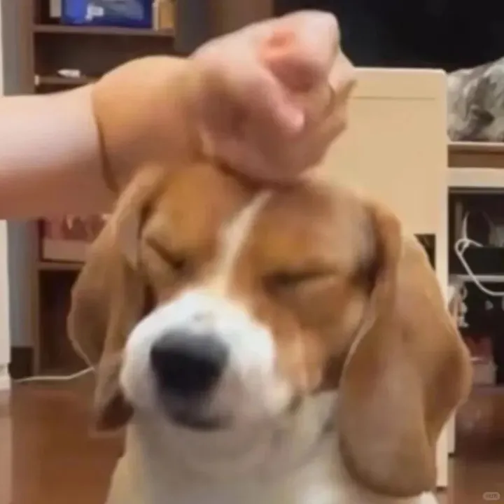 @funnydogs320