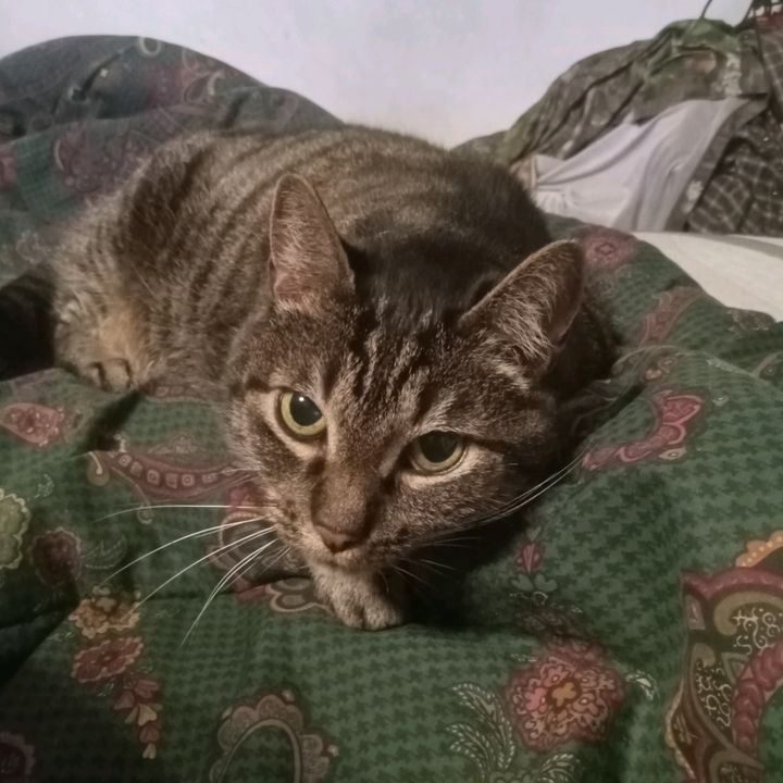 relaxcat_tigerjames