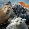 serene.seal