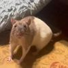 sunandstarrats
