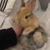 @sunnybunnyboba