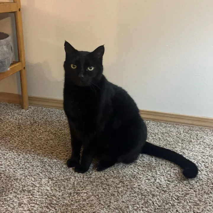 iheartcats12356