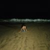 carlota_1713