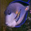 sohaltang.reef