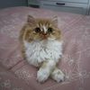 somithepersian