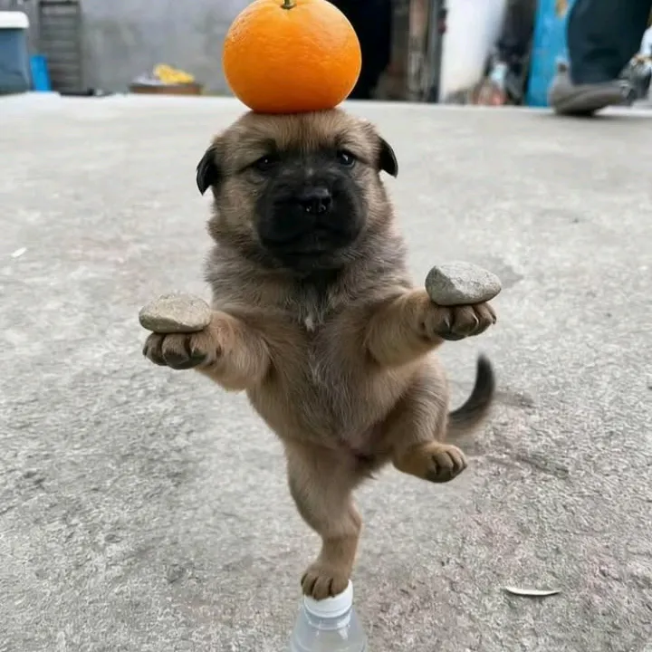 zqzcxz