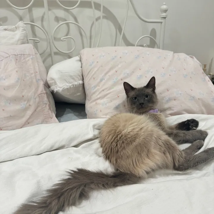 miarofalo