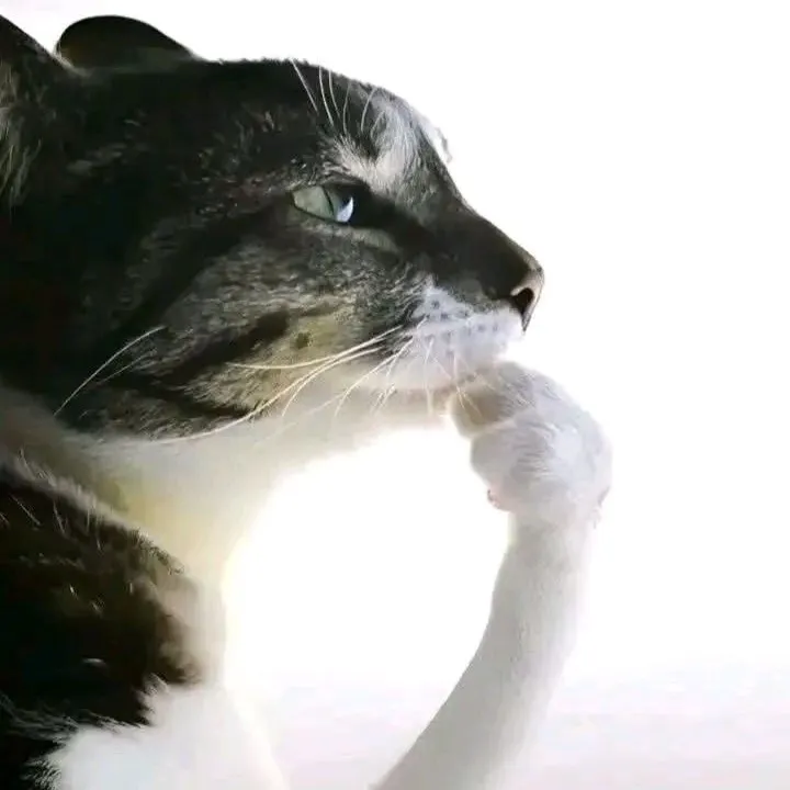 princesstacocat