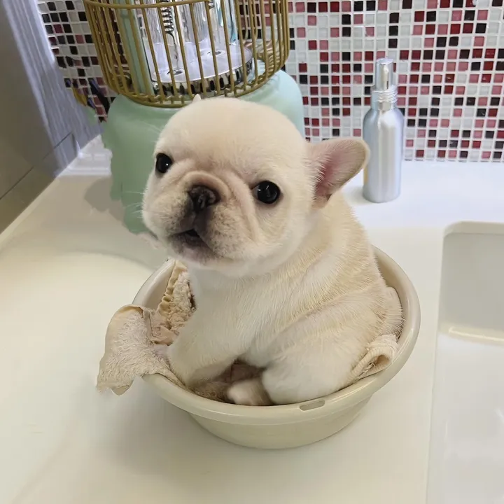 frenchie.f.amily