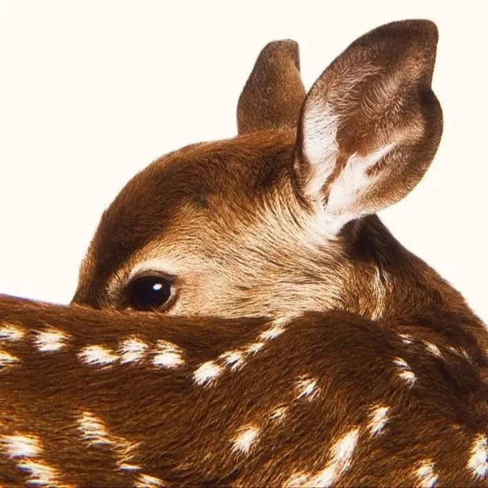 aepfawn