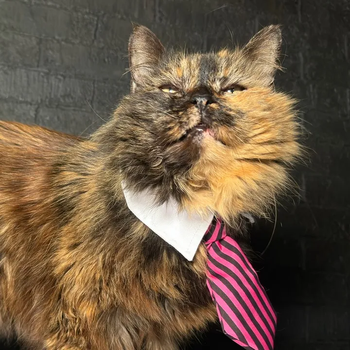 firstclasswhiskers