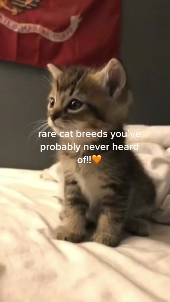 TikTok video thumbnail by morggrippi