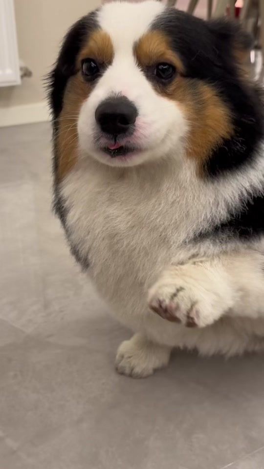 TikTok video thumbnail by funny_pet07