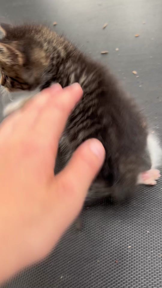 TikTok video thumbnail by connor1111355