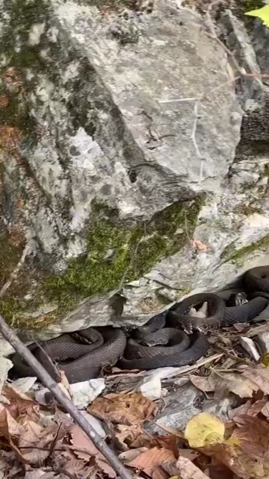 TikTok video thumbnail by venomouspotter2448