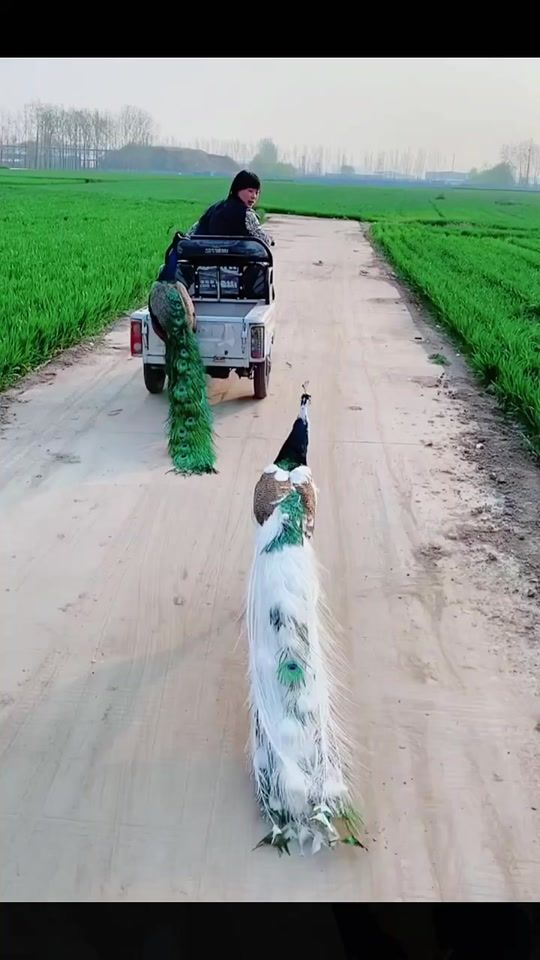 TikTok video thumbnail by bgxfyhxp813bdven