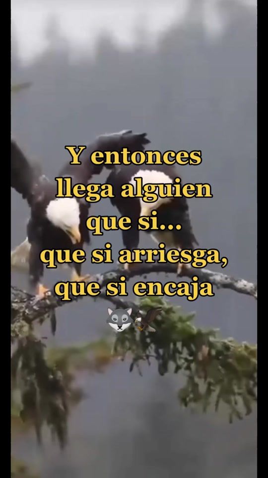 TikTok video thumbnail by esme_lemus09_10
