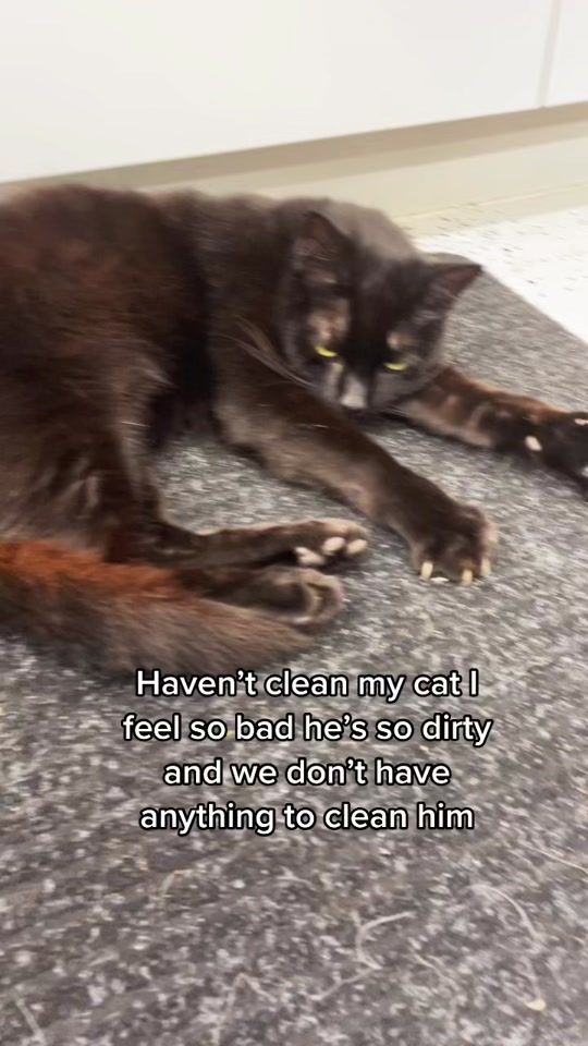 TikTok video thumbnail by kitten.mittens44
