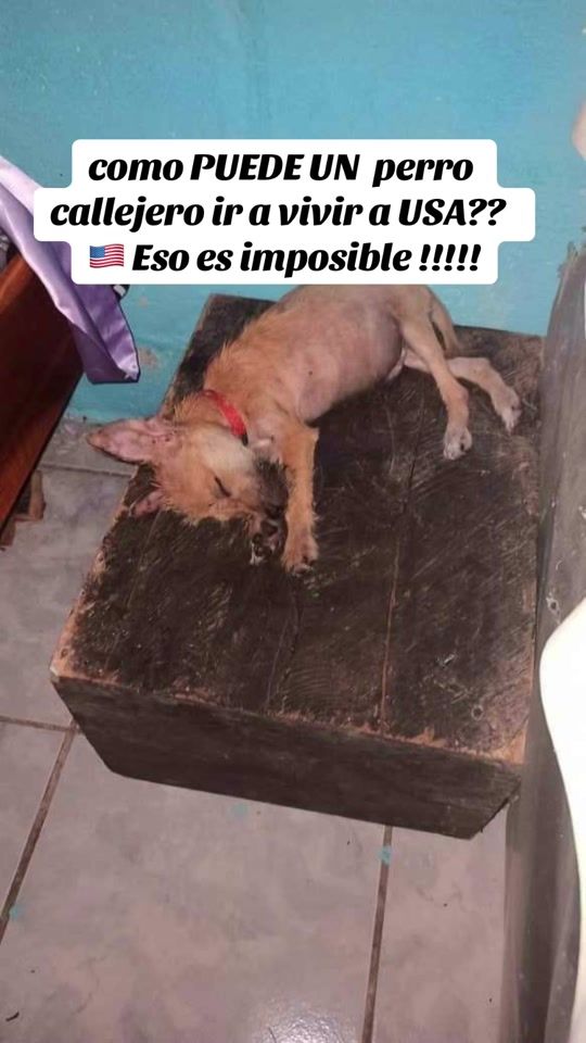 TikTok video thumbnail by lapulga81089