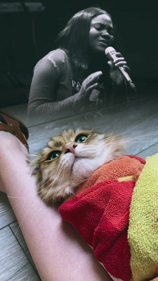 TikTok video thumbnail by bobbyjoe_the_cat