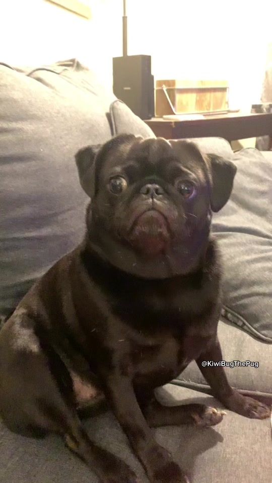 TikTok video thumbnail by kiwibugthepug