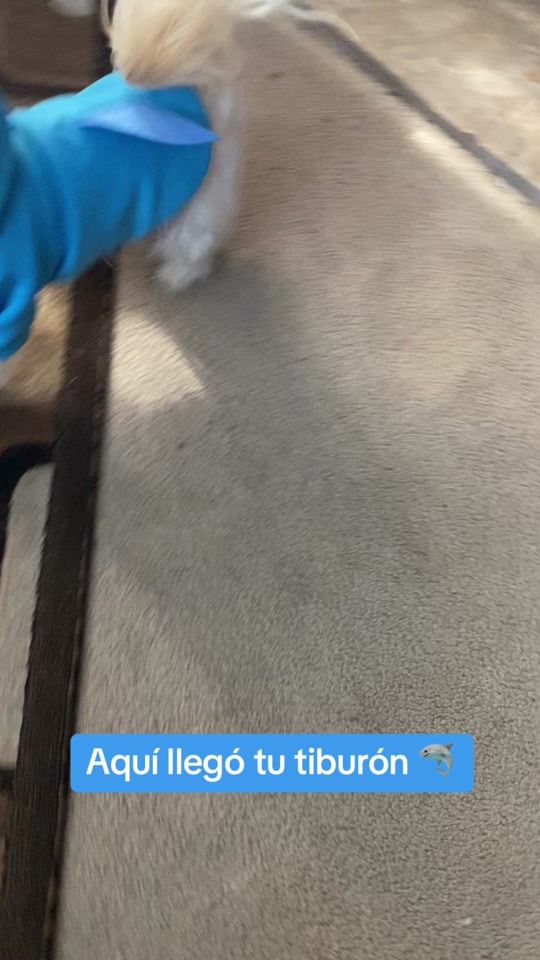 TikTok video thumbnail by may_angel08