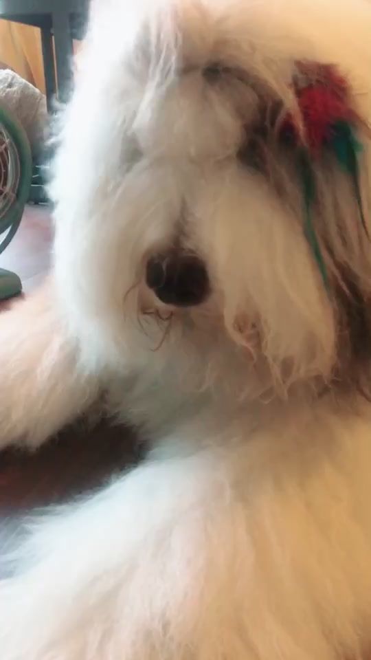 TikTok video thumbnail by rocco