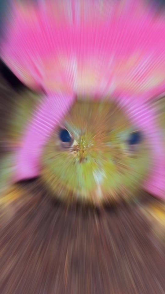 TikTok video thumbnail by westsidereptiles