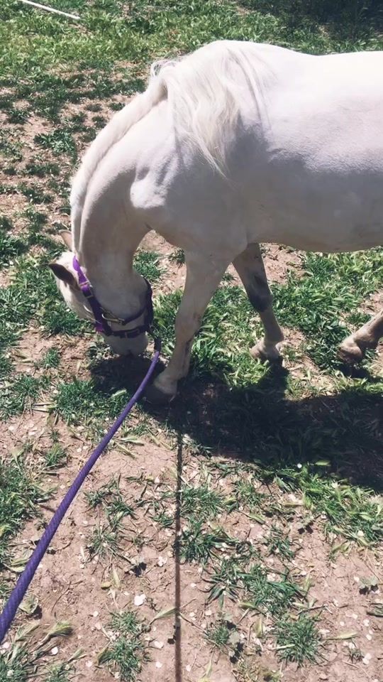 TikTok video thumbnail by specialeffexfarms