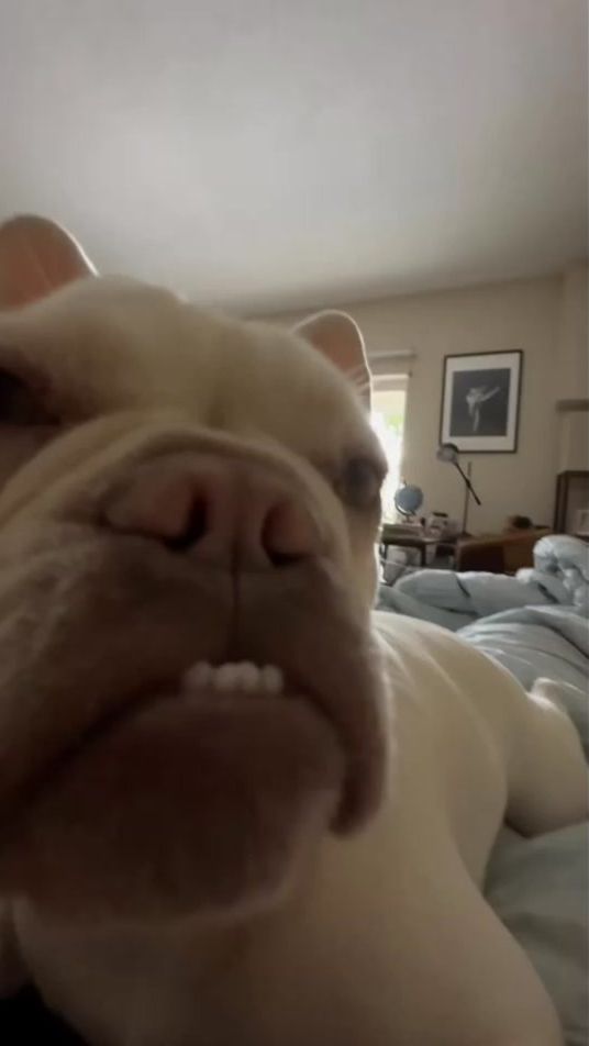 TikTok video thumbnail by peteroks01