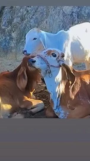 TikTok video thumbnail by alann8300