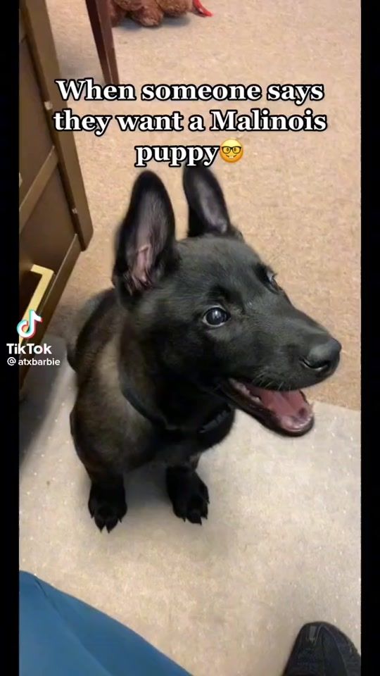 TikTok video thumbnail by maligatormom0505