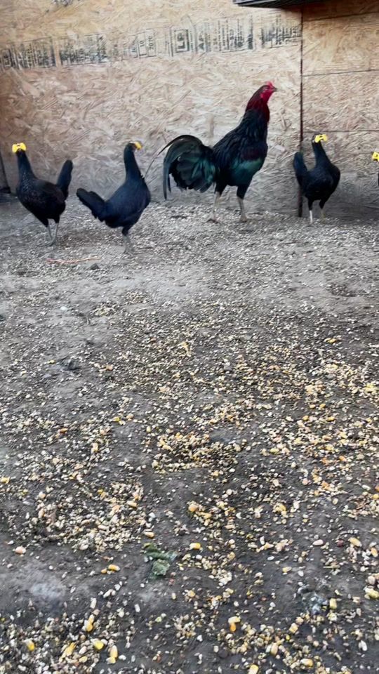 TikTok video thumbnail by czarco45