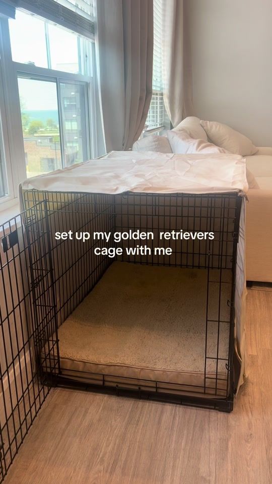 TikTok video thumbnail by olliegoldenpaws